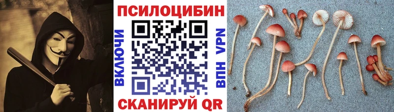 Купить где  Кольчугино  Псилоцибиновые грибы мицелий 